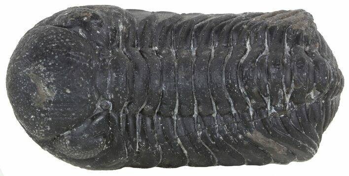 Austerops Trilobite Fossil - Rock Removed #55859